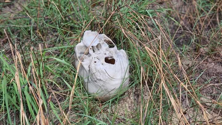 Skulls found in point pedro 