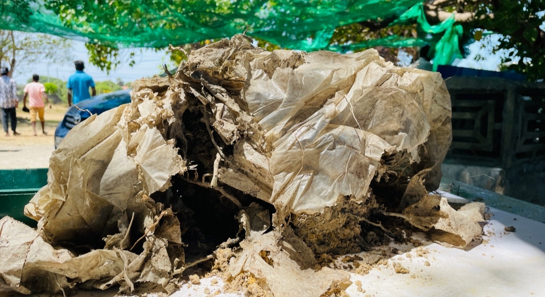 Chemmani grave findings 