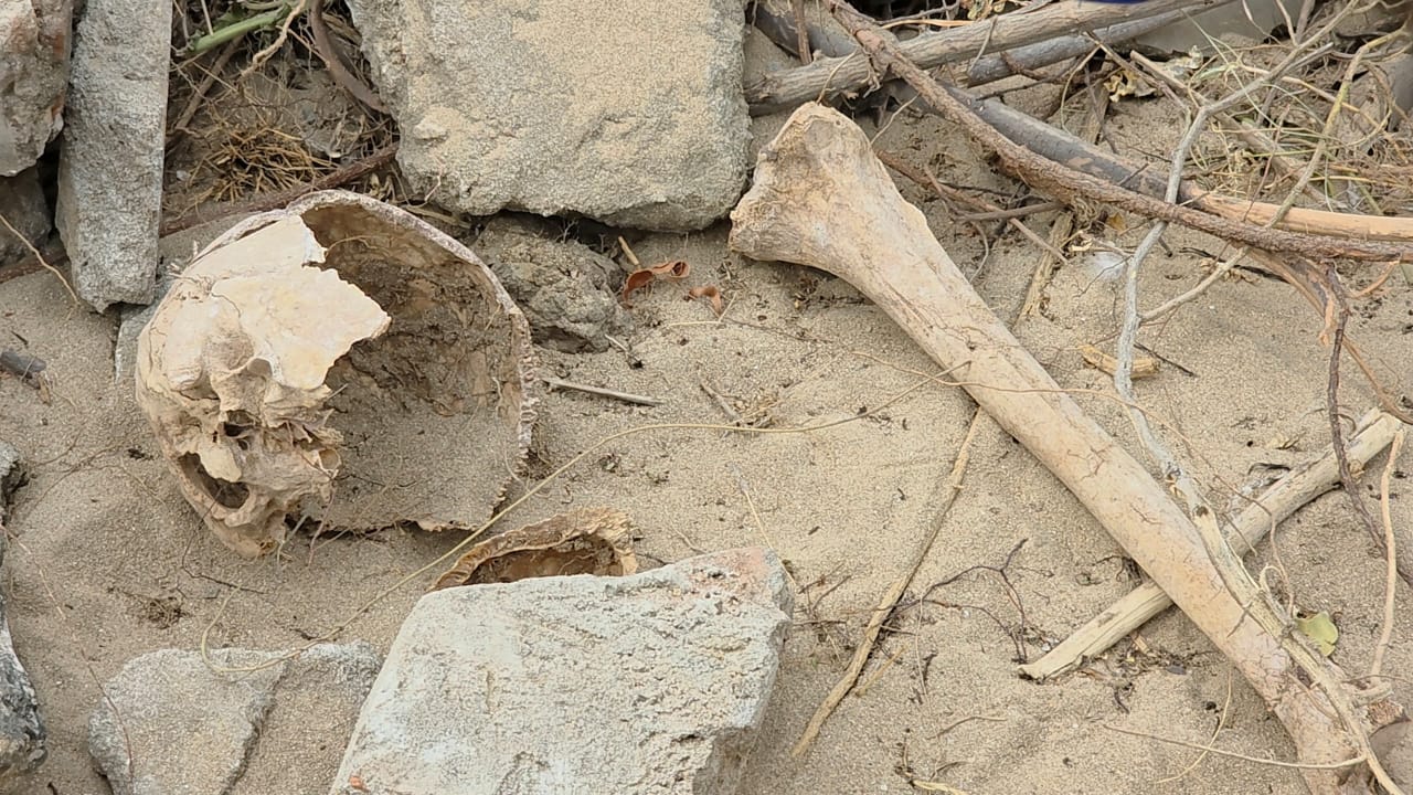 Sampoor skull discovered