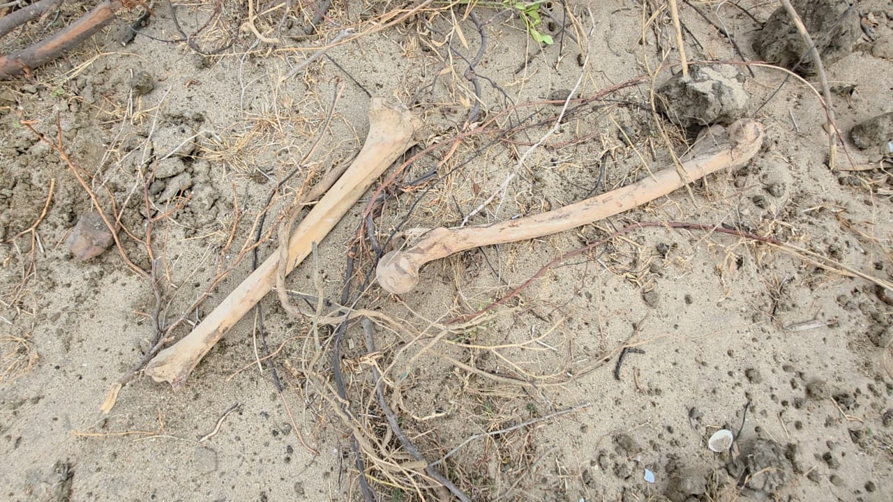 Sampoor skull discovered