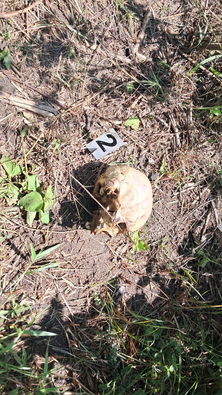 Skeletal remains in mankulam