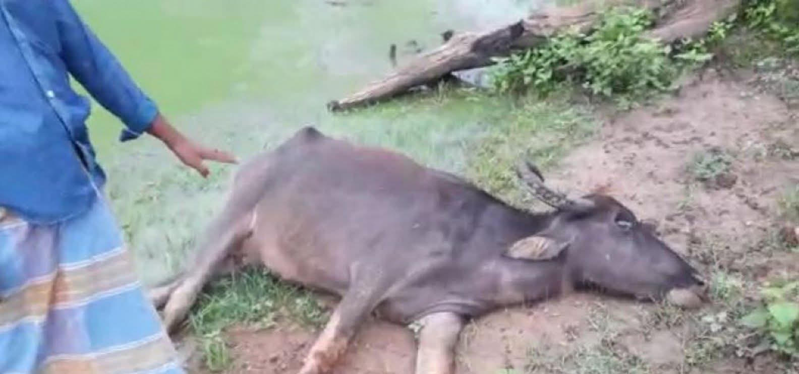 Farmer's cattle was shot