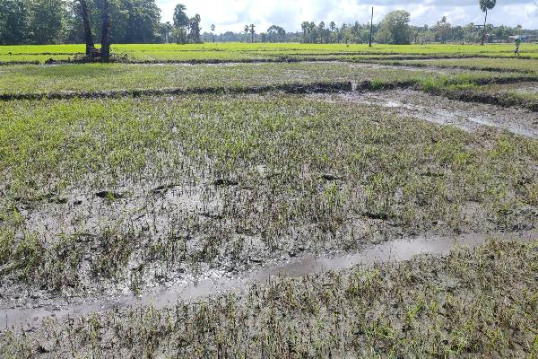 Crop cultivation 